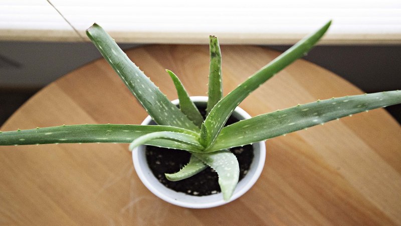 Aloe Vera, Heilpflanze