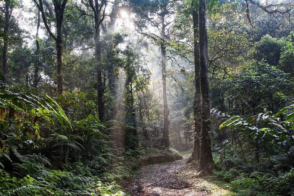 Regenwald, Palmöl